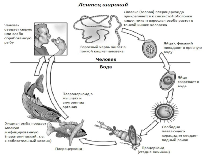 Цикл развития широкого лентеца схема