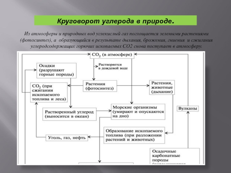 Круговорот углерода химия 9 класс. Круговорот углерода (по ф. Рамад, 1981). Круговорот углерода микробиология схема. Круговорот углерода в природе. Участие микроорганизмов в круговороте углерода.