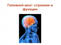 Презентация по биологии на тему Головной мозг