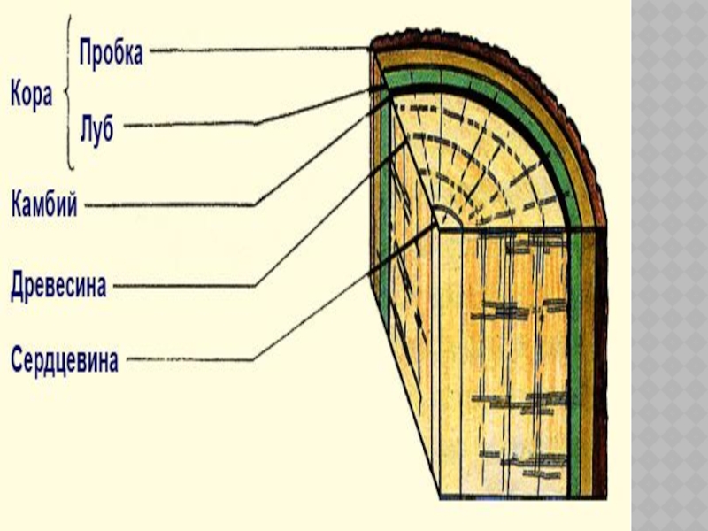 Каково внутреннее строение стебля дерева
