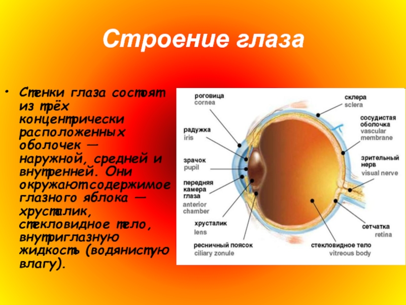 Цепочка структуры глаза. Наружная оболочка глаза состоит из. Строение глаза человека и функции. Средняя оболочка глаза состоит из. Внутренняя оболочка глаза состоит.