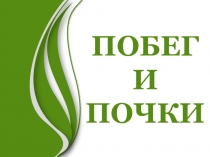 Презентация по биологии на темуПобег и почки
