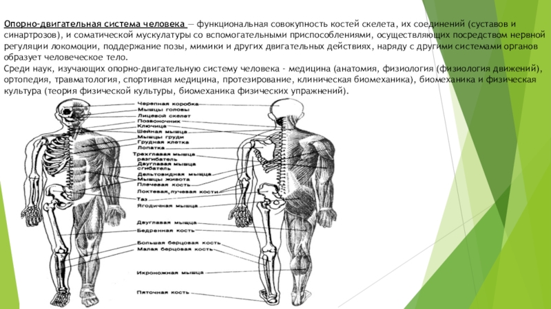 Биология 8 класс проект опорно двигательная система