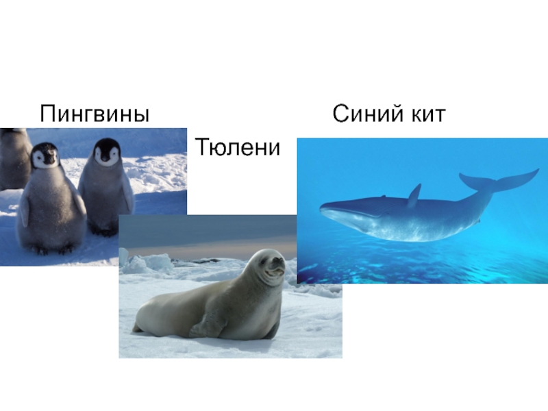 Сравните образ жизни тюленя и кита. Тюлень и Пингвин. Сходство тюленя и кита. Морские котики пингвины киты. Киты и тюлени.