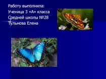 Презентация по окружающему мируПриспособление бабочек к окружающей среде,мои первые открытия