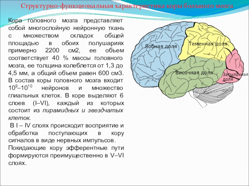 Характеристика коры головного мозга. Повреждение коры головного мозга. Толщина коры головного мозга.