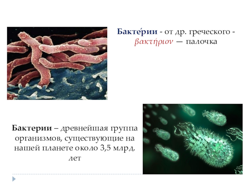 Проект по биологии на тему бактерии древнейшая форма организмов