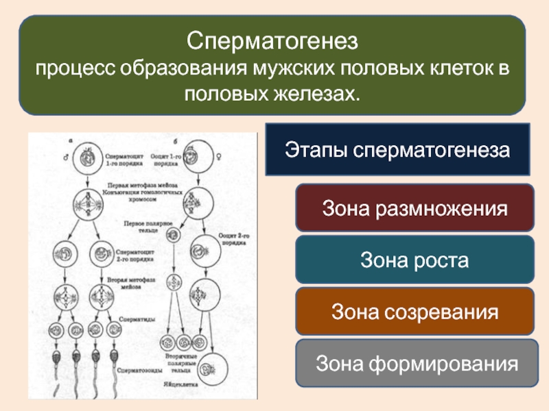 Первичные мужские половые клетки. Фазы развития половых клеток. Схема процесса сперматогенеза. Схема образования сперматогенеза. Сперматогенез зоны роста и зоны созревания.