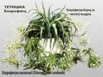 ЛОЦИЯ к уроку Дыхание и типы дыхания 6 класс.