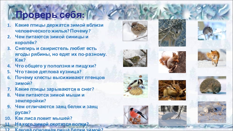 Сколько живет зима. Как зимуют животные. Звери зимой для дошкольников. Зимняя жизнь птиц и зверей. Презентация на тему зимние птицы.
