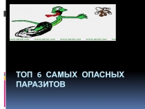 Презентация. Проектная деятельность Топ самых опасных паразитов