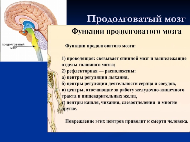 Строение и функции головного мозга презентация 8 класс биология