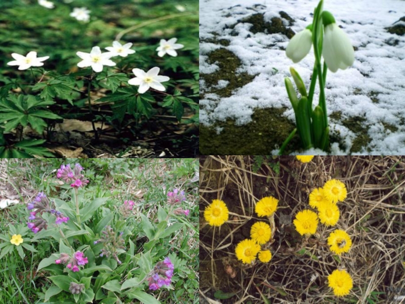 Явление природы весной 2 класс. Охрана природы весной и летом. Защита природы весной. Охрана природы весной 2.
