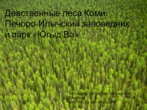 Девственные леса Коми: Печоро-Илычский заповедник и парк Югыд Ва