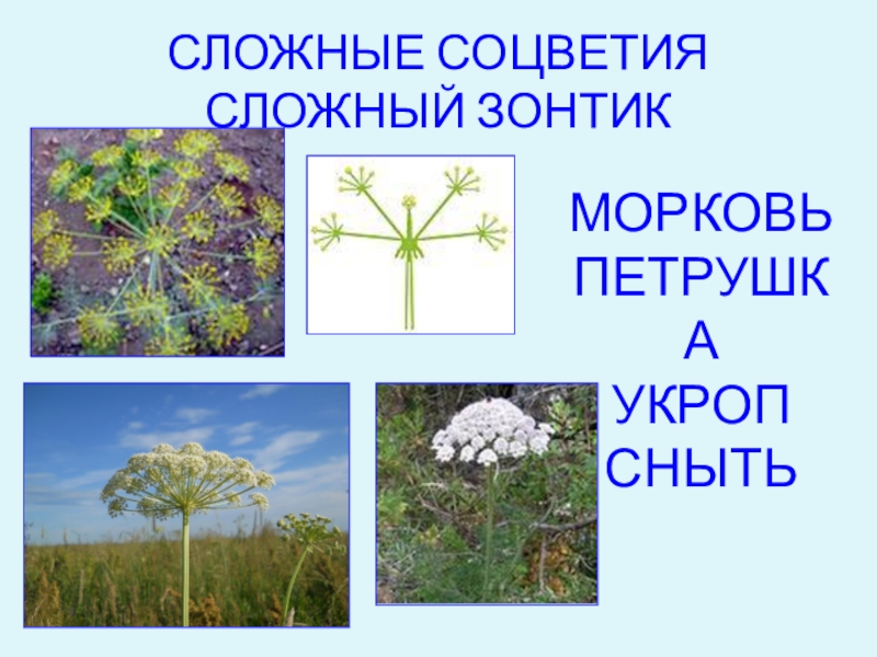 Презентация вид 6 класс. Соцветие зонтик сныть. Сныть сложный зонтик. Соцветие сложный зонтик. Укроп соцветие сложный зонтик.