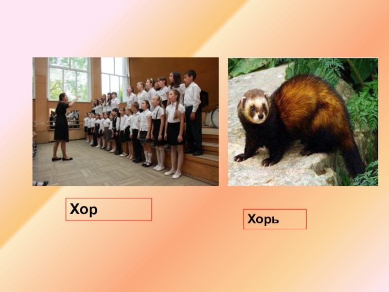 буква хори. загадки на букву х. загадка про хорька. животное на букву х. хорек раскраска.