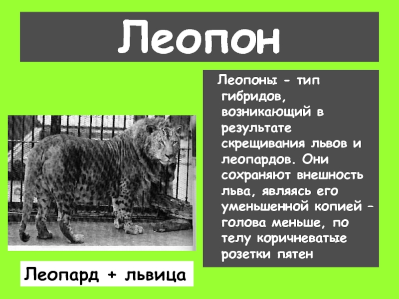 Леопон  Леопоны - тип гибридов, возникающий в результате скрещивания львов и леопардов. Они сохраняют внешность льва,