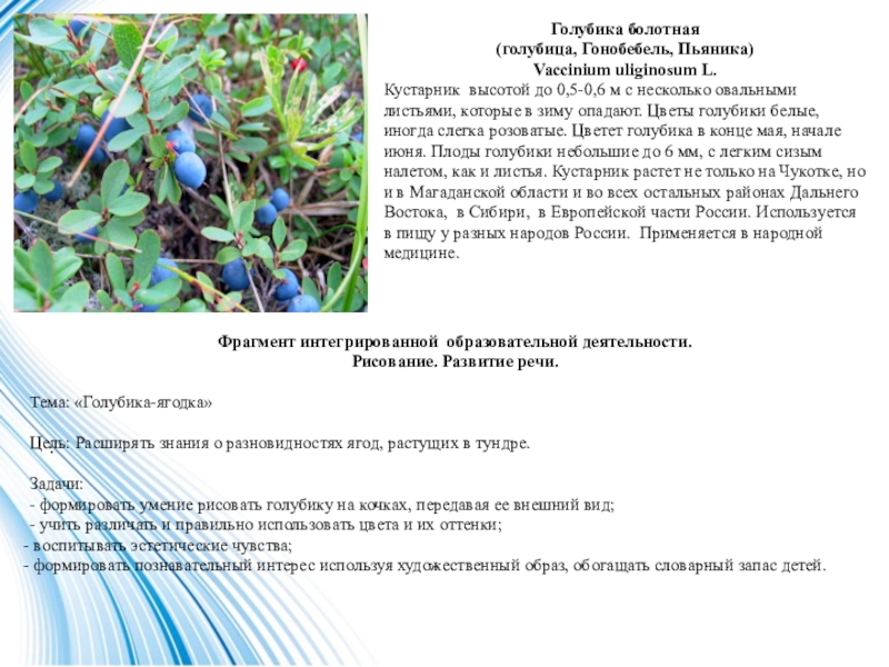 Какой тип питания характерен для голубики. Голуби́ка Vaccínium uliginósum. Голубика Болотная. Голубика Vaccinium uliginosum l.. Голубика высота кустарника.