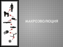Презентация по биологии на тему: Макроэволюция (11 класс, угл.уровень)