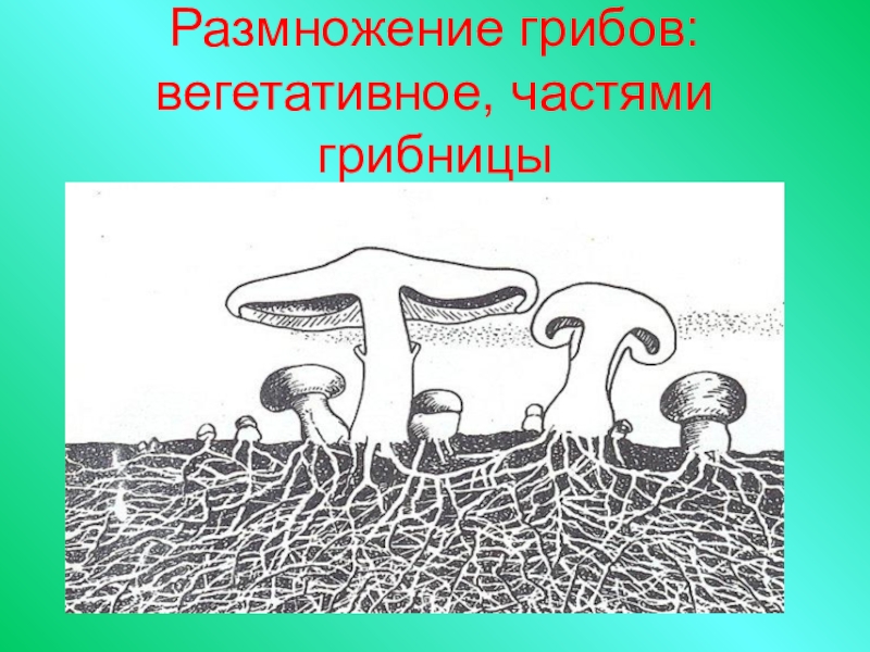 Вегетативные споры грибов. Размножение грибов частями мицелия. Размножение шляпочных грибов. Грибы размножение мицелием. Вегетативное размножение гриба.