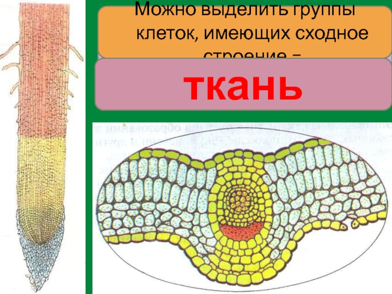 Ткани растений состоят из клеток. Группа клеток имеющих сходное строение. Какие растения состоят из сходных по строению клеток. Все растения состоят из клеток кто сказал. Клетчатая сетка у растений состоит из.