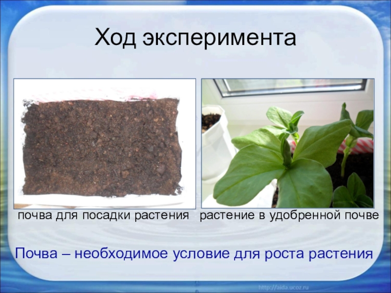 Влияния почв на растительность. Растения в почве. Растения в почве опыт. Эксперименты с почвой. Для чего растениям нужна почва.