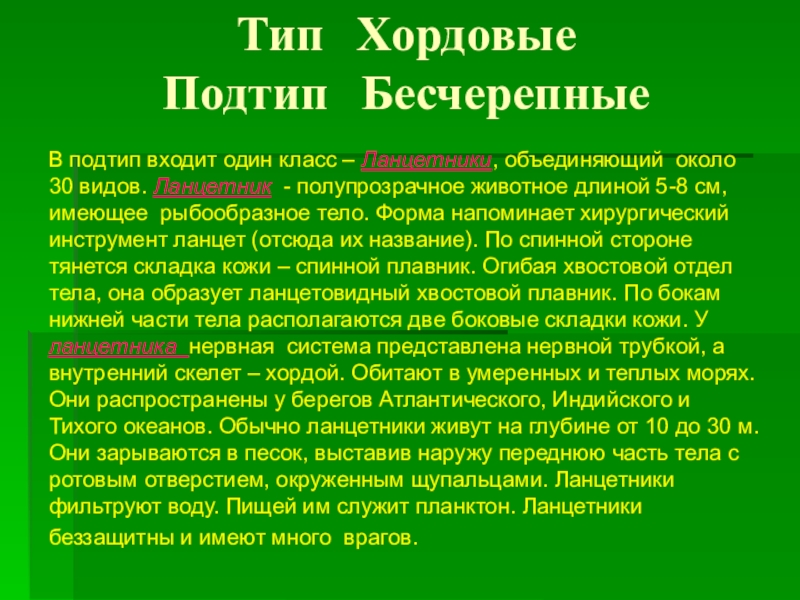 Тип хордовые подтип бесчерепные презентация 7 класс биология