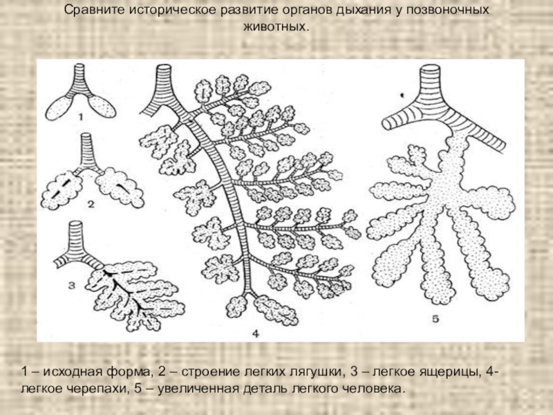 Легкие классов позвоночных