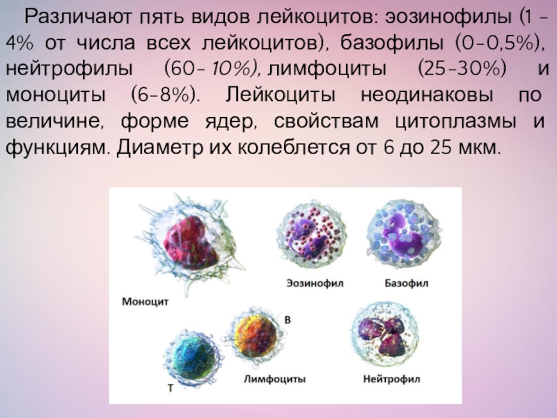 Формы ядер лейкоцитов