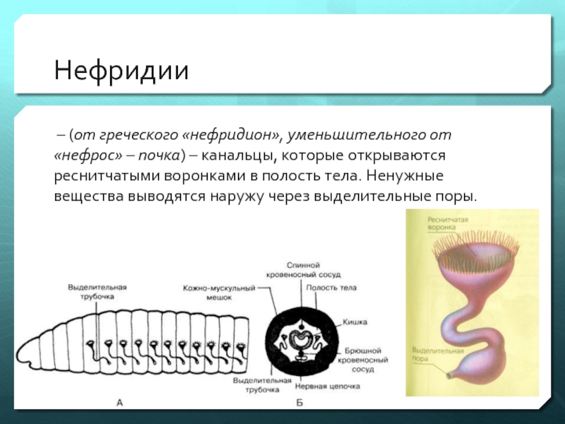 Эволюция выделительной системы презентация