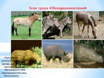 Презентация по биологии на тему Непарнокопытные (8 класс, коррекционная школа VIII вида)