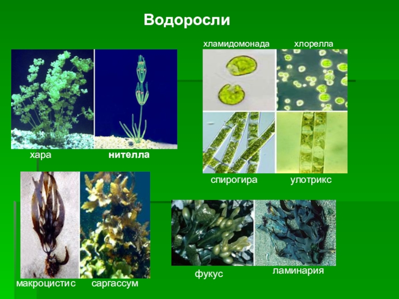 5 водорослей название. Многоклеточные водоросли ламинария. Ламинария и улотрикс. Водоросли 5 класс биология нителла. Зелёные водоросли представители.