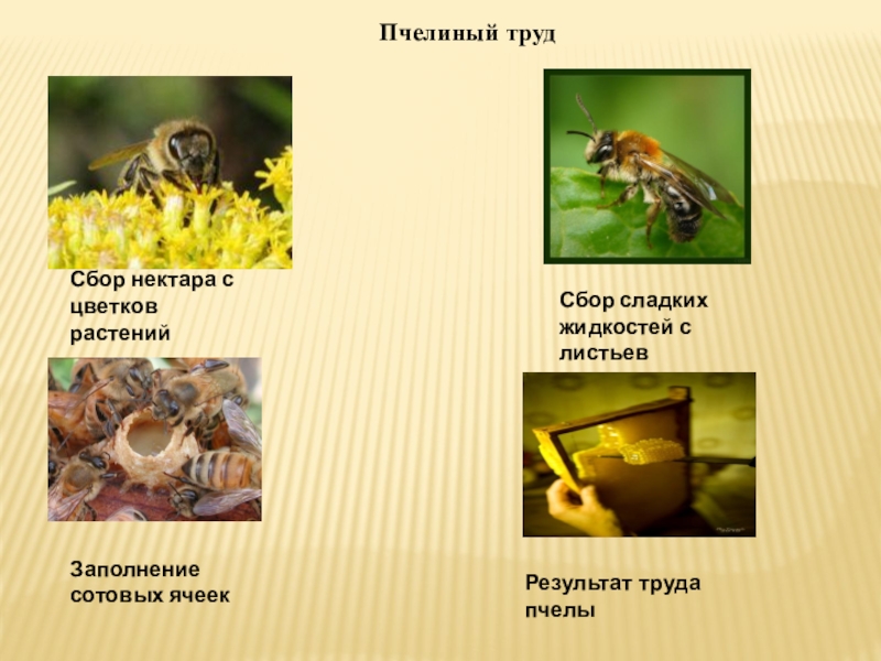Сбор нектара. Приспособления пчел для сбора пыльцы и нектара. Труд пчел. Собирание нектара пчелами. Процесс превращения нектара в мед.