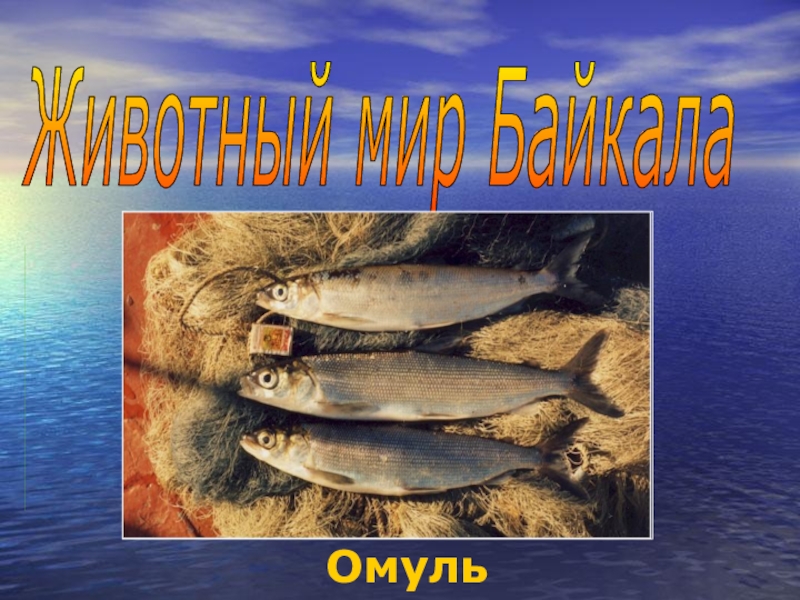 Животный мир Байкала Омуль