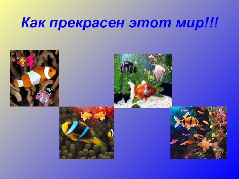 Презентация аквариумные рыбки. Презентация на тему аквариумные рыбки. Аквариум для презентации. Слайд рыбы аквариум. Проект на тему аквариум и его удивительные жители.