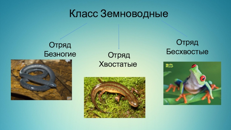 3 отряда земноводных. Отряд бесхвостые земноводные безногие таблица. Отряд безногие отряд хвостатые отряд бесхвостые таблица. Отряды хвостатых, бесхвостых,безногих земноводных. Таблица отряды безногие хвостатые бесхвостые земноводные.