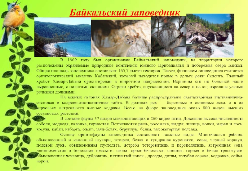 Байкальский заповедник сообщение. Рассказ о Байкальском заповеднике. Заповедник Байкальский заповедник доклад. Байкальский заповедник рассказ. Байкальский заповедник доклад.