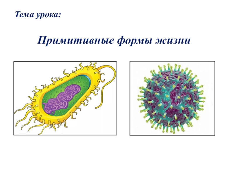 Презентация на тему организмы