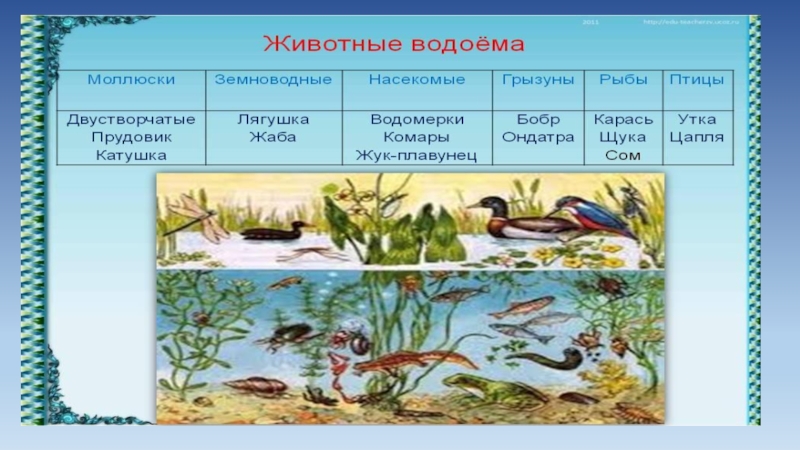 Птицы жители водоема презентация 2 класс