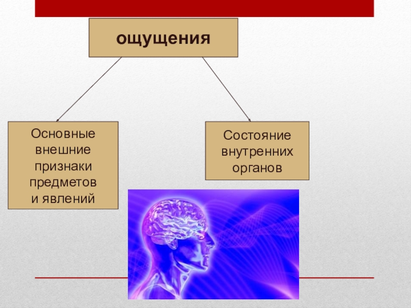 Внешнее и внутреннее состояние. Функции ощущений. Роль ощущений. Роль ощущении в познании. Основные функции ощущений.