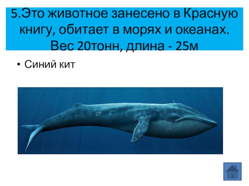 Почему кит зверь. Красная книга России 2 класс синий кит.
