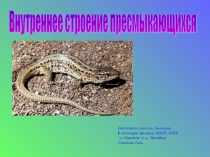 Презентация по биологии на тему Внутреннее строение пресмыкающихся (7 класс)
