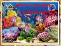 Презентация Удивительные факты из жизни рыб