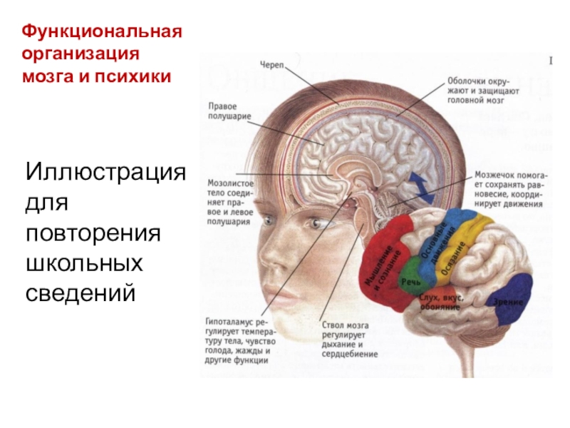 Реферат: Сферы специализации полушарий мозга