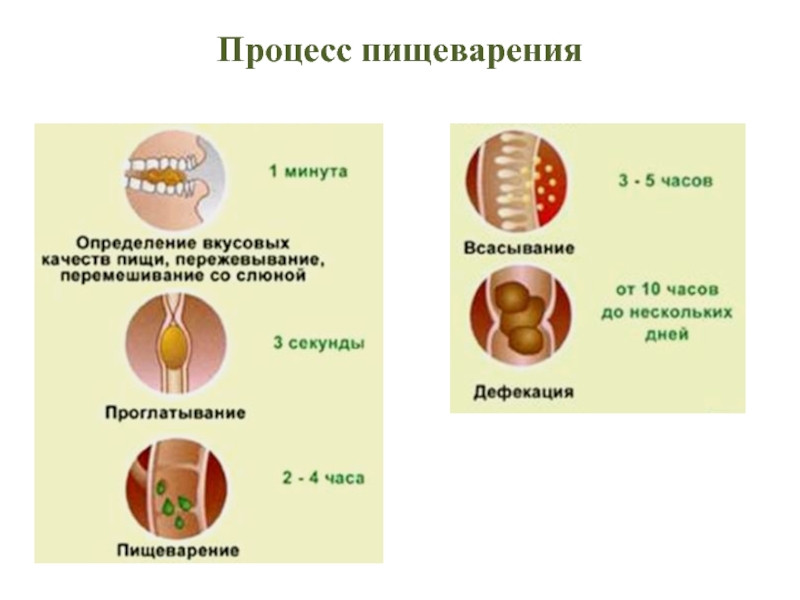 Пищевой процесс. Процесс пищеварения в организме человека. Этапы процесса пищеварения в организме человека. Процесс переваривания пищи. Процесс пищеваривания.