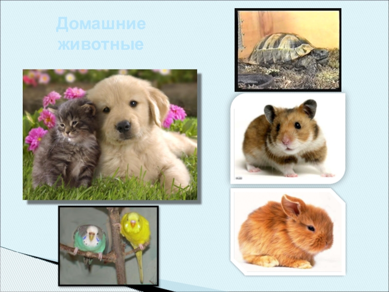 Презентация Презентация по Окружающему миру. Тема: Домашние животные. 1-2 класс.