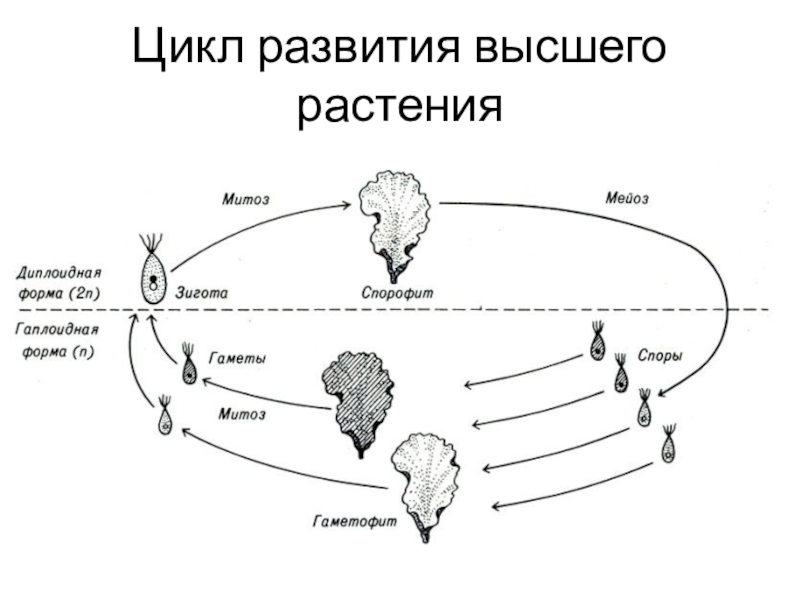 Цикл развития высшего растения