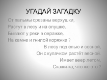 Презентация по биологии для 5 класса Папоротники
