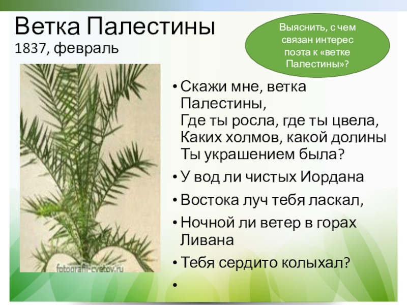 Стихотворение лермонтова ветка палестины. Ветка Палестины Лермонтов. Михаил Лермонтов ветка Палестины. Лермонтов ветка Палестины стихотворение.