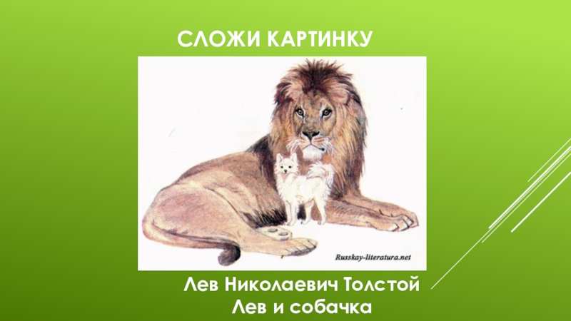 В каких произведениях есть лев. Лев и собачка. Лев и собачка толстой. KTD B CF,jxrf. Лев и собачка иллюстрации.